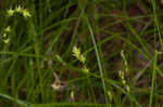 Reflexed sedge